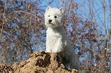 WESTIE 241